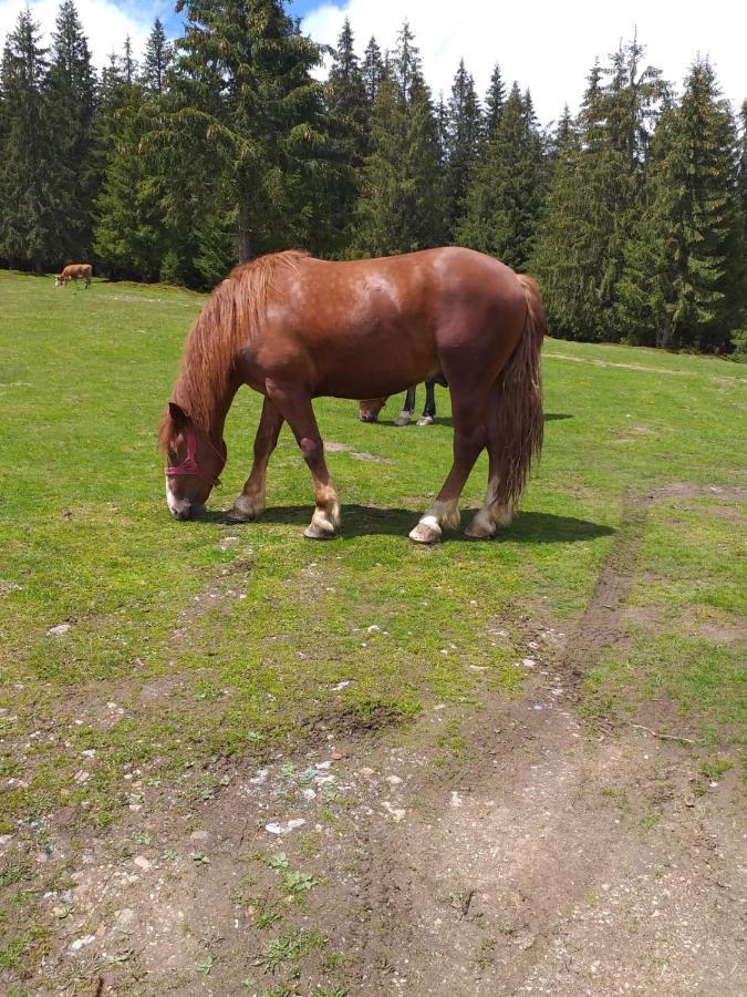 Pensiunea Floare De Colt Beliş Zewnętrze zdjęcie